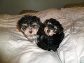 MORKIE PUPPIES!!!  Maltese Mother - Yorkie Father